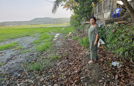 Ruộng đồng bỏ hoang vì nhiễm mặn