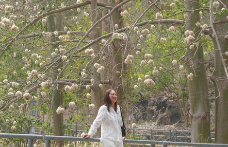 Bông gòn nở rộ "gây sốt", hút khách ở Vũng Tàu