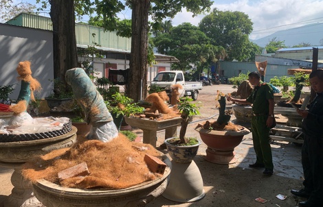 Phạt tiền và tịch thu 42 cây mai vàng không rõ nguồn gốc tại Côn Đảo