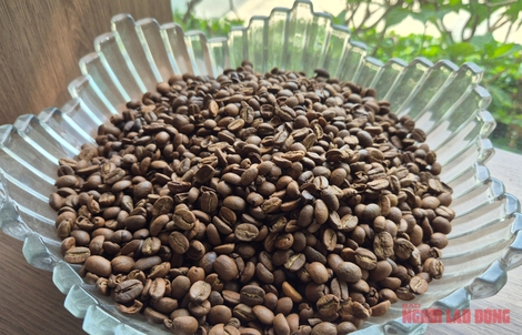 Giá cà phê hôm nay 8-4: Cả hai sàn đỏ lửa, Robusta xuống đáy 8 tháng