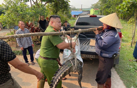 Bất ngờ phát hiện cá sấu nặng 50 kg lạc vào kênh mương nội đồng