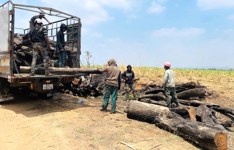 Phát hiện nhiều điểm tập kết gỗ không rõ nguồn gốc ở Gia Lai
