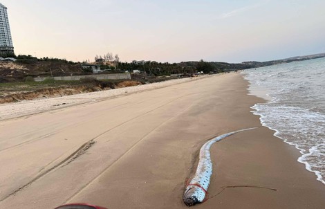 Thêm cá mái chèo dài 3,5 m dạt vào bờ biển Lâm Đồng, người dân tổ chức an táng 