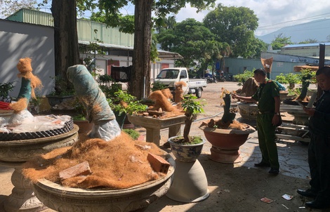 Vụ 42 cây mai vàng không rõ nguồn gốc: Hạt Kiểm lâm Côn Đảo thông tin chính thức