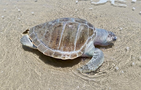 Rùa biển chết trôi dạt vào khu vực Bãi Sau, Vũng Tàu