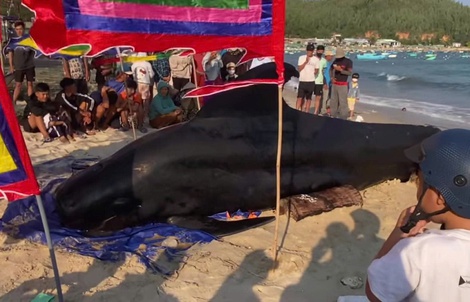 Cá Ông nặng 2 tấn dạt vào bờ biển Vịnh Hòa, người dân 3 lần đẩy ra biển nhưng bất thành 