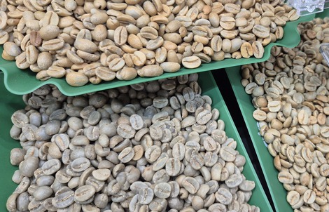 Giá cà phê hôm nay 14-5: Robusta tăng mạnh