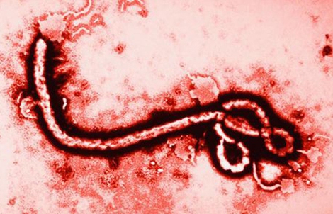 WHO nâng mức cảnh báo dịch Ebola lên khẩn cấp, Bộ Y tế lên tiếng