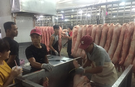 Giá heo hơi hôm nay, 19-5: Tăng ở chợ đầu mối