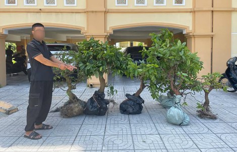 Đối tượng trộm 6 cây hoa mai dáng đẹp của người dân ra đầu thú