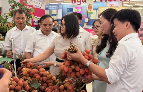 Saigon Co.op đưa 300 tấn vải Thanh Hà vào hệ thống phân phối toàn quốc