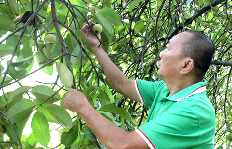 Giữ màu xanh ven sông Sài Gòn