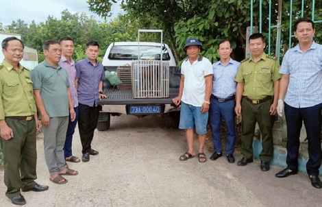 Nhiều động vật quý hiếm liên tiếp xuất hiện giữa khu dân cư ở Quảng Trị