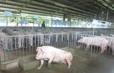 Giá heo hơi hôm nay, 18-6: Khu vực phía Nam đi xuống 