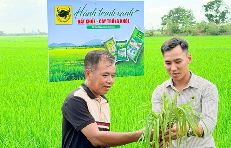 Lo từ gốc để cây lúa khỏe hơn