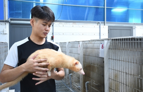 Khám phá trang trại nuôi chồn hương đặc biệt ở TP Đồng Nai