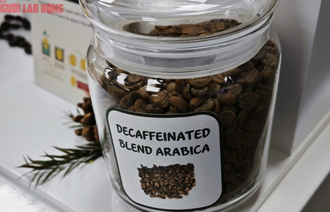 Giá cà phê hôm nay 29-6: Điều ít biết về cà phê không chứa caffeine