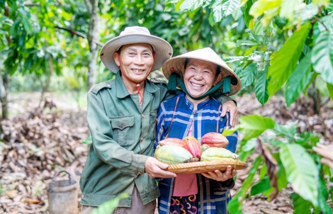 Ca cao Việt chinh phục thị trường quốc tế