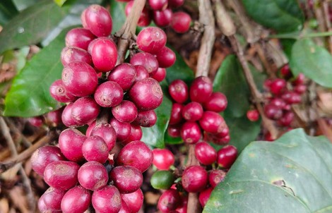 Giá cà phê hôm nay, 9-6: Robusta hồi phục, Arabica chưa tìm thấy đáy