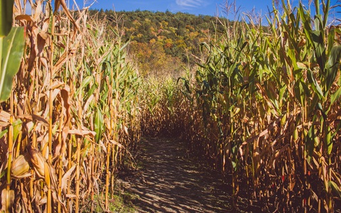 Sớm dùng công cụ phòng vệ thương mại để bảo vệ ngành mía đường