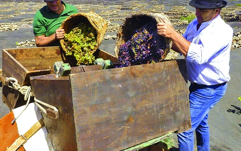 Làng rượu nho trên miệng núi lửa