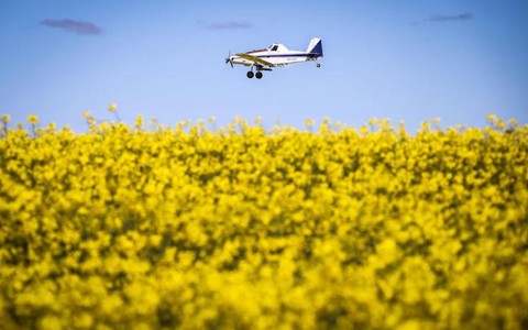 Kinh hoàng hàng triệu con chuột tấn công các ngôi nhà và trang trại Úc