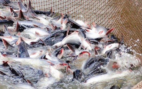 Xuất khẩu cá tra đạt 2 tỉ USD
