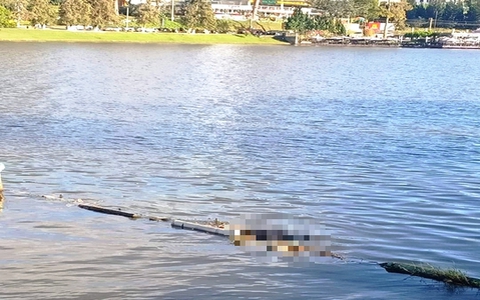 Phát hiện thi thể người đàn ông nổi trên hồ Xuân Hương Đà Lạt