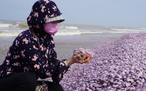 Hàng tấn ngao chết trôi dạt, chất đống dọc 3 km bờ biển Thanh Hóa