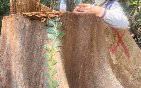 Hàng loạt cổ thụ trong rừng phòng hộ ở Bình Định bị khai thác trái phép