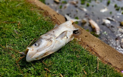 Nước hồ Xuân Hương đổi màu đục ngầu, cá chết la liệt