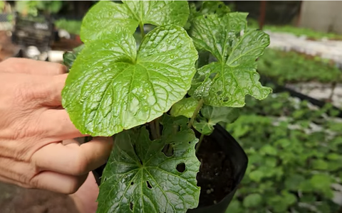 Mạnh dạn canh tác giống cây ngoại giá trị cao