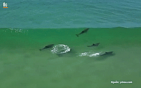 Cảnh tượng đàn cá heo chơi "lướt ván" gần bờ