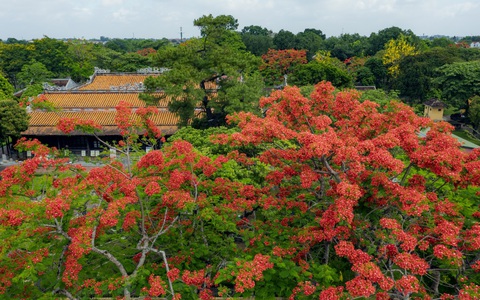 Đẹp nao lòng hoa phượng vĩ trong Hoàng cung Huế