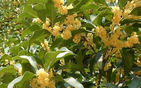 Trồng mộc hương thu tiền tỉ