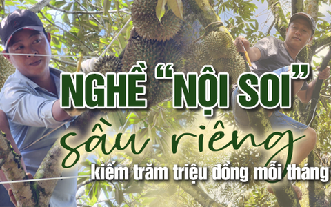 "Nội soi" sầu riêng kiếm trăm triệu đồng mỗi tháng