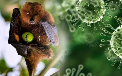 TP HCM giám sát người từ vùng có dịch virus Nipah