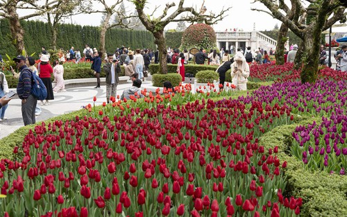 Tháng 3, Bà Nà chào đón người dân miền Trung - Tây Nguyên du xuân, thưởng ngoạn lễ hội hoa Tulip