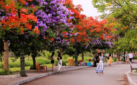 Con đường hoa đẹp như Hàn Quốc giữa TP Thanh Hóa