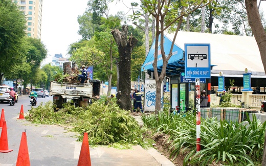 Cây xanh đô thị "kêu cứu": Cái cây mà biết nói năng...!