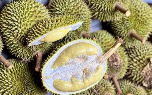 Sầu riêng giống cổ Chuồng Bò, Sáu Hữu bất ngờ được chuộng