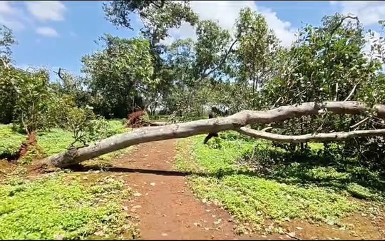 Đang trú mưa tại chòi bạt, người đàn ông bị cây điều đổ đè tử vong