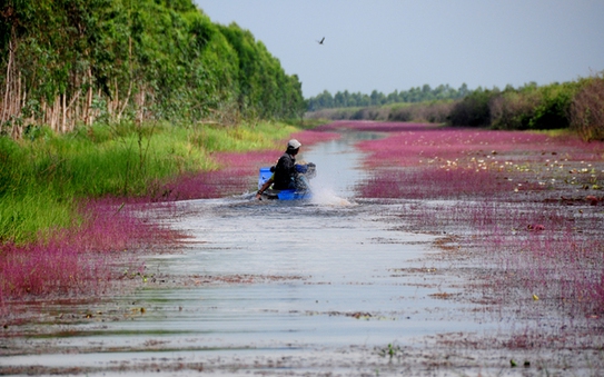 "Lạc trôi" vào dòng kênh bị nhuộm tím ở Tràm kèo nhà cái tỷ lệ bóng đá