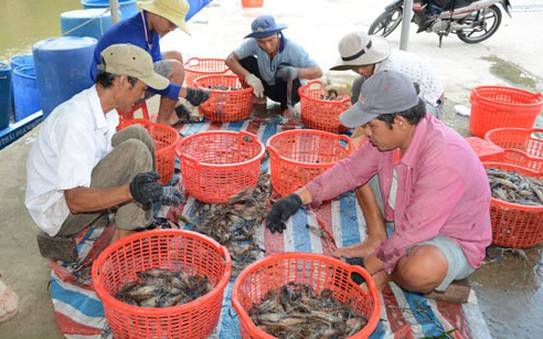 Bơm tỷ lệ cá cược kèo nhà cái vào tôm: Phải xử lý hình sự