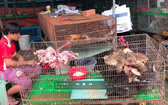Cận cảnh tàn sát tỷ lệ bóng đá kèo nhà cái trời ở chợ tỷ lệ bóng đá kèo nhà cái lớn nhất Miền Tây