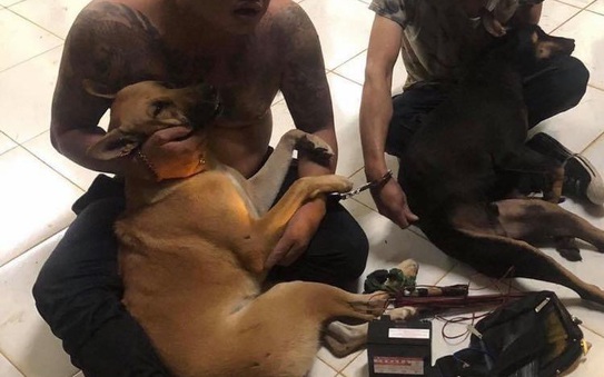 Bắt 2 đối tượng xăm trổ trộm chó chống trả tỷ lệ cá cược kèo nhà cái truy bắt