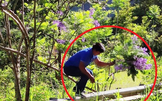 Người đàn ông bẻ tỷ lệ kèo nhà cái 88 phượng tím tuyệt đẹp ở Đà Lạt khai gì?