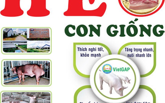 Con giống tốt, thịt tỷ lệ kèo nhà cái 88 chất lượng