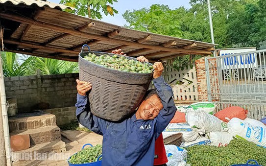 Thu mua cau bán cho tỷ lệ kèo nhà cái 88, kiếm hàng trăm triệu đồng mỗi vụ