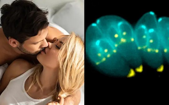 Ký bóng đá tỷ lệ kèo nhà cái trùng lây từ mèo giúp con người hấp dẫn hơn?